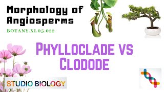 Class 11Botany LectureDiscuss The Differences Between Phylloclade And Cladode With Diagram 322 [upl. by Pinto]