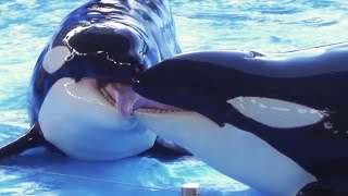 One Ocean Full Show 2014  SeaWorld Orlando [upl. by Dnomayd947]