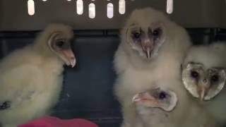 The Ghostly Noises of Baby Barn Owls [upl. by Sennahoj540]