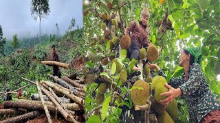 Huong picks jackfruit trees to sell  Hung goes to work to earn money to buy milk for San San [upl. by Eatton]