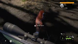 theHunter™ Call of the Wild Sniping Foxes [upl. by Attenod]