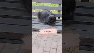 👍🐱shorts yardcats дворовыекоты [upl. by Ambrosia836]