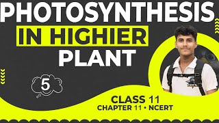 Factors Affecting Photosynthesis • Photosynthesis In Highier Plant • Class 11 NCERT Explanation [upl. by Apeed120]