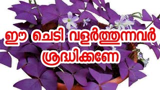 ഈ ചെടി വളർത്തുന്നവർ ശ്രദ്ധിക്കണേ😱😱Oxalis triangularis plantButterfly plant🔥🔥 [upl. by Linn]