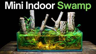 I Made a Mini Indoor Swamp Ecosystem Here’s How [upl. by Aydni825]