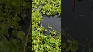 The best way to hook fishing in pond Part1032 shorts [upl. by Moulton]