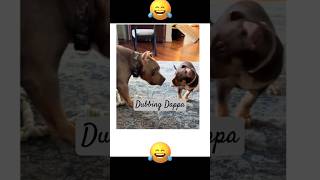 Funny Dog Mind Voice funny dog comedy shortsfeed shorts funnyanimals dubbingdappa animals [upl. by Nnylirret]