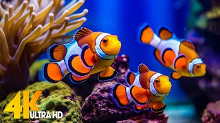 Aquarium 4K VIDEO ULTRA HD 🐠 Beautiful Coral Reef Fish  Relaxing Sleep Meditation Music [upl. by Tirrell897]