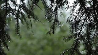 Relaxing Sound of Rain and Wind in Forest 1 Hour  Rain Drops Falling From Trees with Wind [upl. by Westberg]