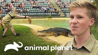 ¡Robert Irwin primera demostración alimentando cocodrilos  Los Irwin  Animal Planet [upl. by Avivah]