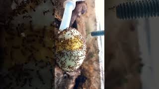 Tetramorium Vs Egg 🤷‍♂️ [upl. by Analihp489]