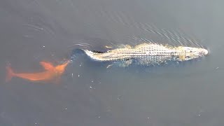 Brave Dolphin Bites Caimans Tail 3 Times [upl. by Conias315]