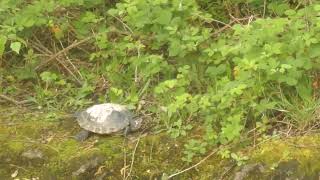 Terrapins on Rochdale Canal Oldham [upl. by Gomar977]