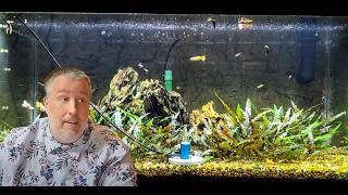 Has Youtube Ruined Aquarium Lighting [upl. by Odnomor]