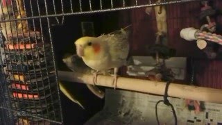 Female Cockatiel Mating Dance [upl. by Rieth8]