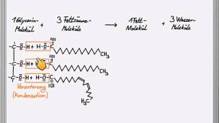 Bildung eines Fettmoleküls [upl. by Osgood]