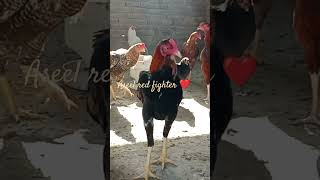 Aseel fighter murga❤️ Chicky charmers remix chicken birds [upl. by Nahtanoy659]