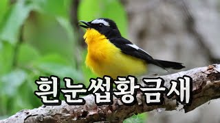 흰눈썹황금새수컷 울음소리ㅣ암컷ㅣYellowrumped Flycatcherㅣbird song [upl. by Einhorn]