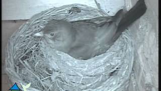 Video merel Invloed infrarood licht op vogels [upl. by Andrews]