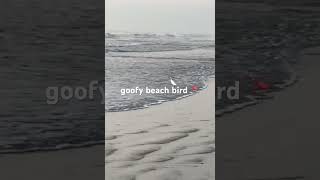 GOOFY BEACH BIRD   playing in the waves 🦩🌊🦩 beach sunrise funny funnyanimals birds [upl. by Etnuaed]