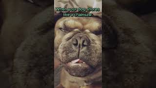 My Dog Snores Louder than a Chainsaw Leave a comment below cuteanimals bulldogfunny funnypets [upl. by Janiuszck]