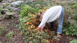 Astilbe lifting and splitting in autumn  Burncoose Nurseries [upl. by Stephenie]