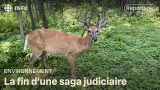 L’abattage de cerfs débute à Longueuil [upl. by Stockwell96]