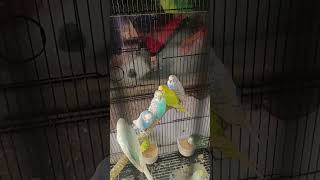 Spangles budgies spangles birds lovebirds lovesigns lovebirdslovers birds [upl. by Esineg672]