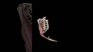 Movement of arm Flection extension of arm anatomy viralvideo trending shortvideo short [upl. by Aleahcim645]