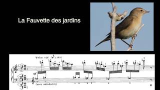 Les chants doiseaux du CATALOGUE DOISEAUX dOlivier Messiaen [upl. by Adnylem]