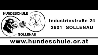 HUNDESCHULE SOLLENAU [upl. by Dysart]