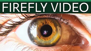 Alles zum Adobe Firefly Video Modell 2024 [upl. by Senalda]