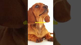 Dachshunds or wiener dogs are super unique and cute dachshund wienerdog dog cuteanimals [upl. by Esylle]