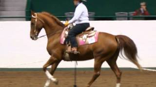 North American Western Dressage [upl. by Olga]