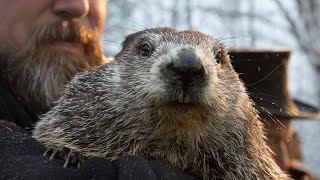 Groundhog Day 2023 Watch live video of Punxsutawney Phil [upl. by Rattray184]