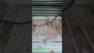 refrigerador lg inverter no enfría abajo una de las causas que provoca que nuestro congelador se [upl. by Buckden]