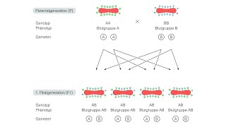 Kodominante Vererbung der Blutgruppen AB0 [upl. by Akemihs131]