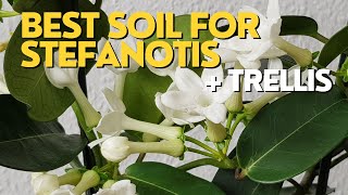 BEST SOIL for Madagascar Jasmine  Stephanotis Plant Care  Repotting with Trellis [upl. by Annawak]