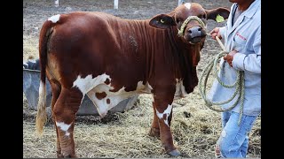 Sorprendente Ganado y Genética IVF Embryos Multiplicando Beefmaster [upl. by Jd]