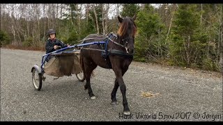 Hauk Viktoria etter Bork Odin i vogn før første gang [upl. by Lustig]