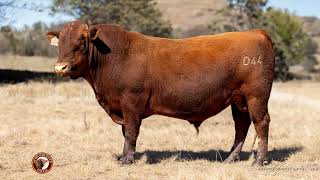 Stormberger Bull Sale 2023 [upl. by Isdnyl]