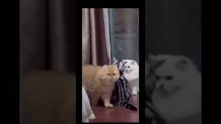 KITTYLAND CRIPS trend funny relateble fypシ゚viral shortsvideo shorts shortsfunny [upl. by Htiduj]