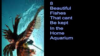 8 beautiful fishes that can’t be kept in the home aquarium [upl. by Ahsenyt603]