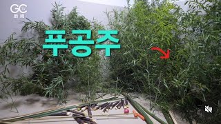 푸바오 첫날 대나무쪽에 숨었네요 울 푸공주 보고싶다언제 볼수 있는거얌ㅜ pandafubao福宝쓰촨성福寶 [upl. by Asaeret]