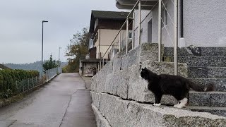 Norwegian Forest Cat Village walk with Odin [upl. by Ahsitram]