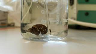 Anesthetized pond snail Lymnaea Stagnalis using menthol [upl. by Nwahsal663]