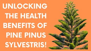 UNLOCKING THE HEALTH BENEFITS OF PINE PINUS SYLVESTRIS [upl. by Mata603]