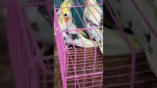 beautifulbirds birdslover shortsviral lucknowbirdmarket 9651096201 [upl. by Joab]