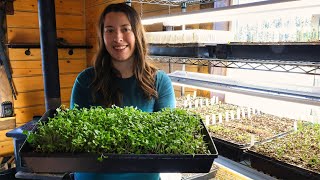 The Sun Has Returned to Our Cabin  Starting Seeds for This Years Garden [upl. by Rosaline]