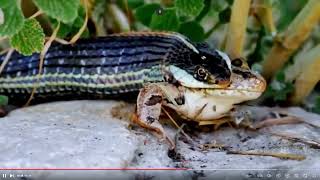 A Snakes Predatory Instinct Swallowing a Frog Whole Viewer Discretion Advised [upl. by Yenaiv154]